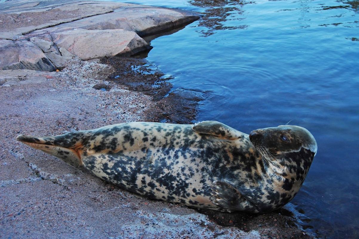 https://media-cdn.tripadvisor.com/media/attractions-content--1x-1/0b/2c/f8/ab.jpg