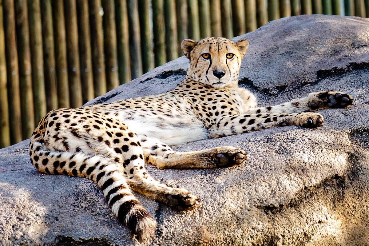 https://media-cdn.tripadvisor.com/media/attractions-content--1x-1/13/b8/d5/4c.jpg