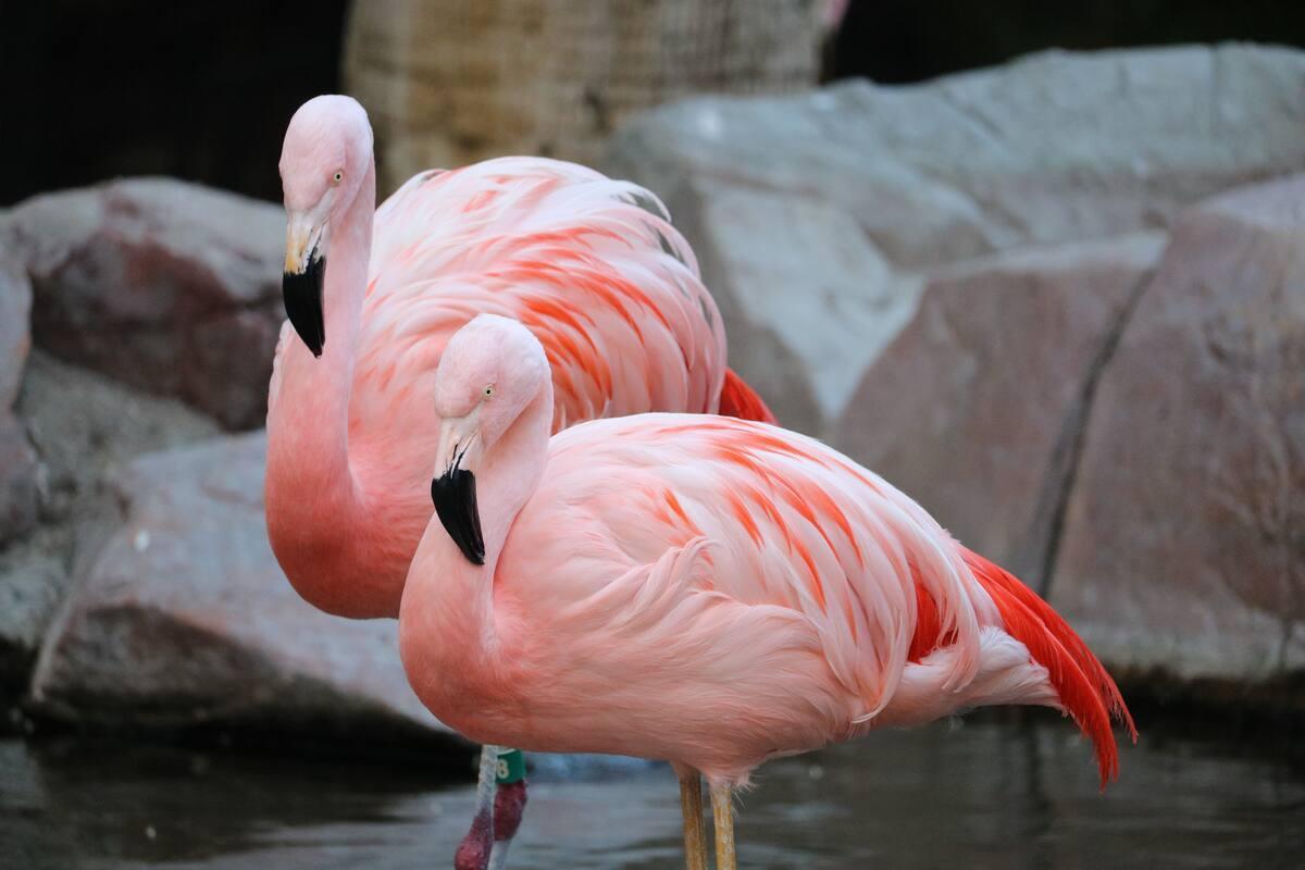 https://media-cdn.tripadvisor.com/media/attractions-content--1x-1/14/f3/c1/22.jpg