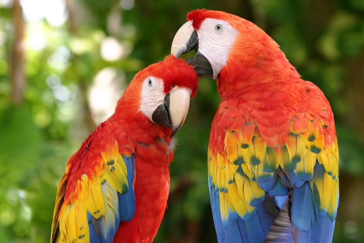 https://media-cdn.tripadvisor.com/media/attractions-content--1x-1/15/11/5c/fb.jpg